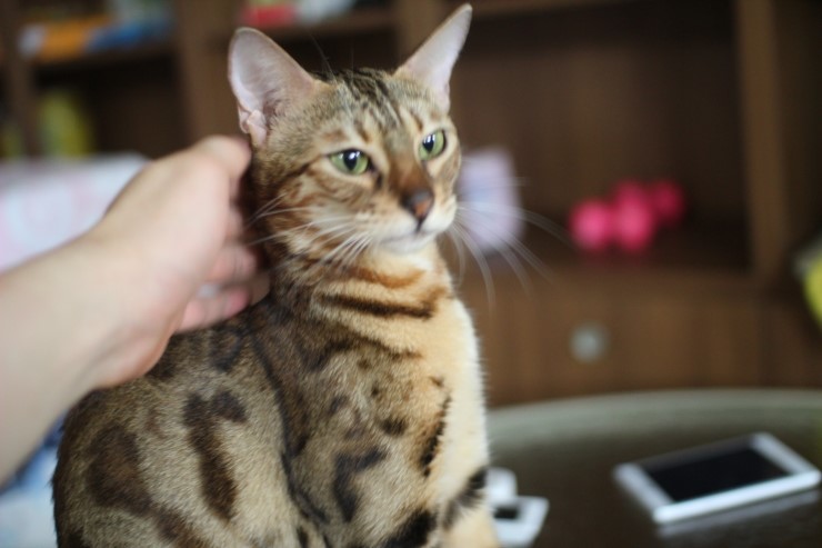 뱅갈고양이에 애교스러운 모습...이게 뱅갈고양이의 매력!!!!! 관련 이미지 2