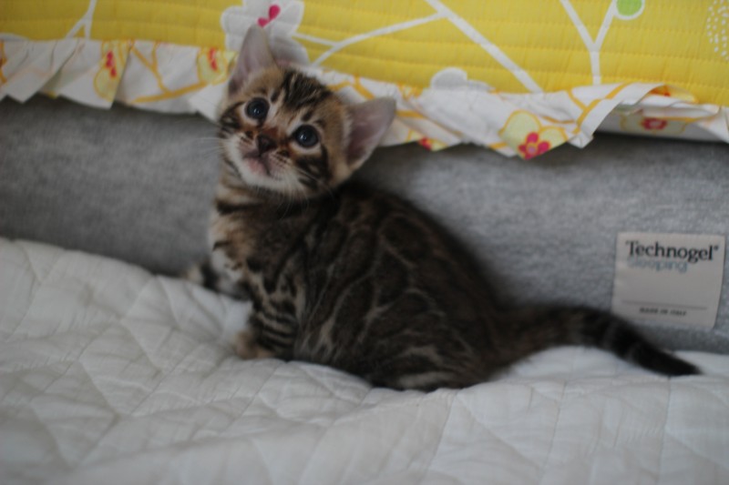 브라운 뱅갈고양이 자매 분양해요~ 관련 이미지 3