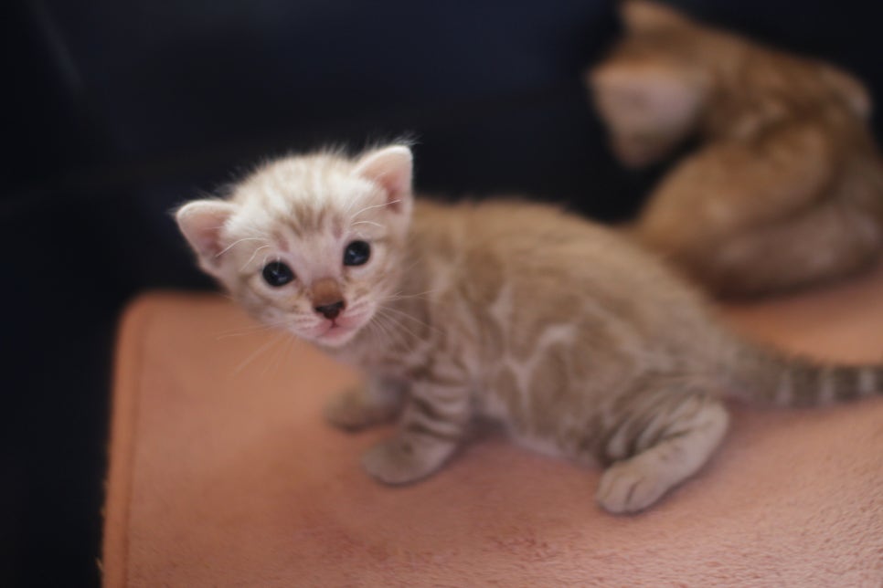 실밍크뱅갈고양이 꼬맹이들 등장이요~ 관련 이미지 5