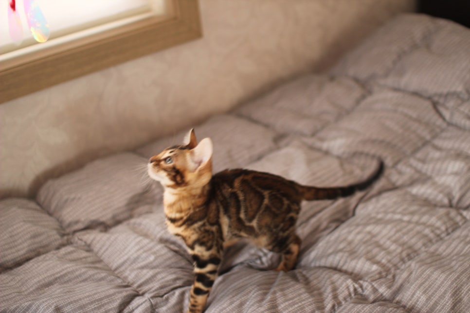 뱅갈고양이 장군이 분양 합니다 (오늘 모습) 관련 이미지 13