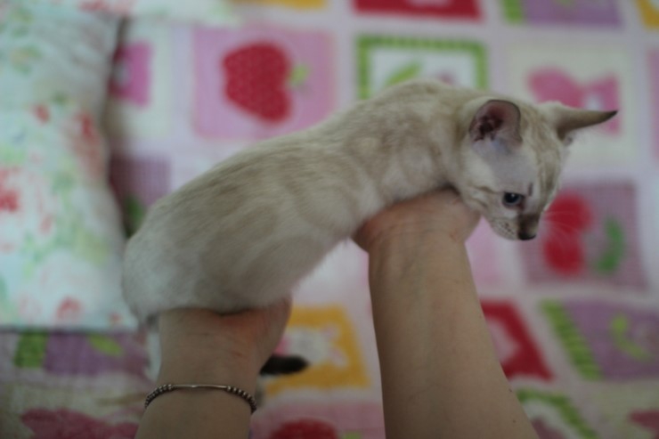 뱅갈고양이 분양 빠져든다 빠져들어~ 관련 이미지 12