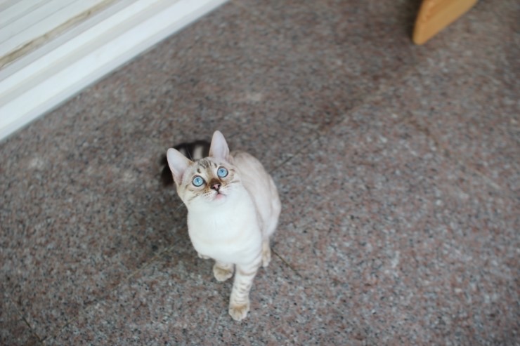 실링스 스노우 뱅갈고양이 링돌이 사진 및 동영상 입니다~ 관련 이미지 7