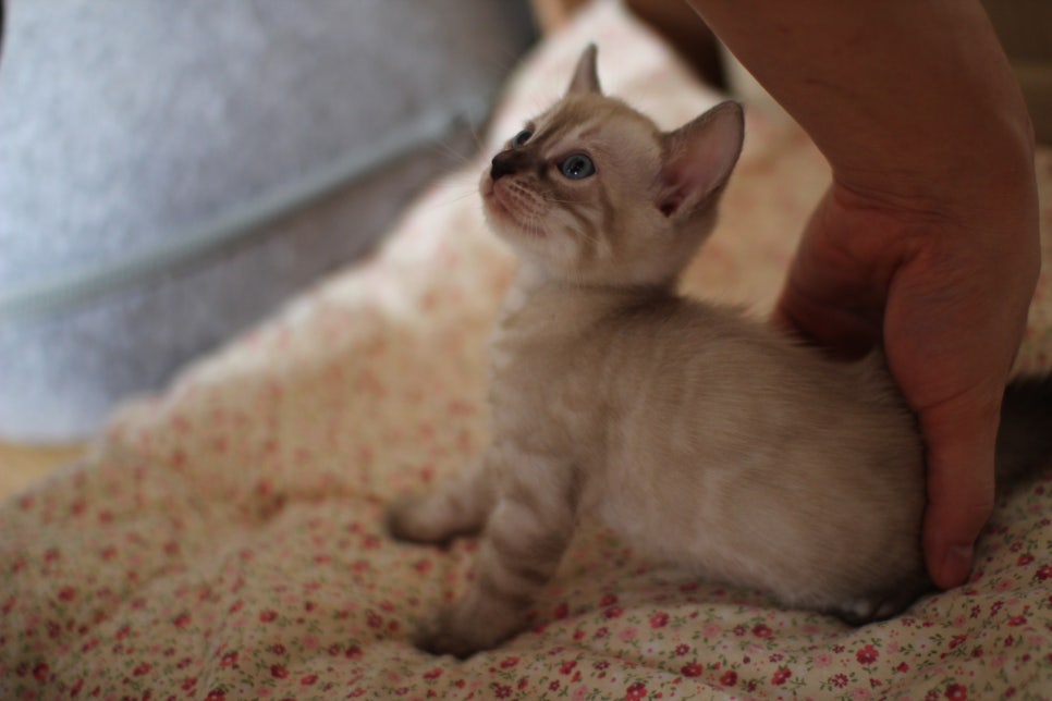 링스차콜 뱅갈고양이 남아 분양해요~ 관련 이미지 2