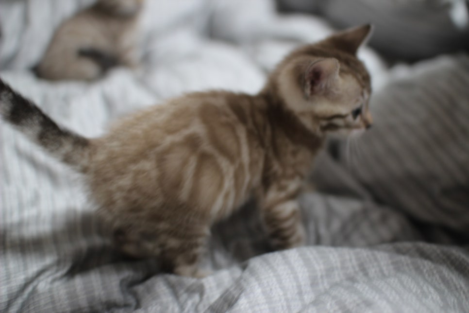 실밍크뱅갈고양이 여아 드림이 분양합니다~ 관련 이미지 3