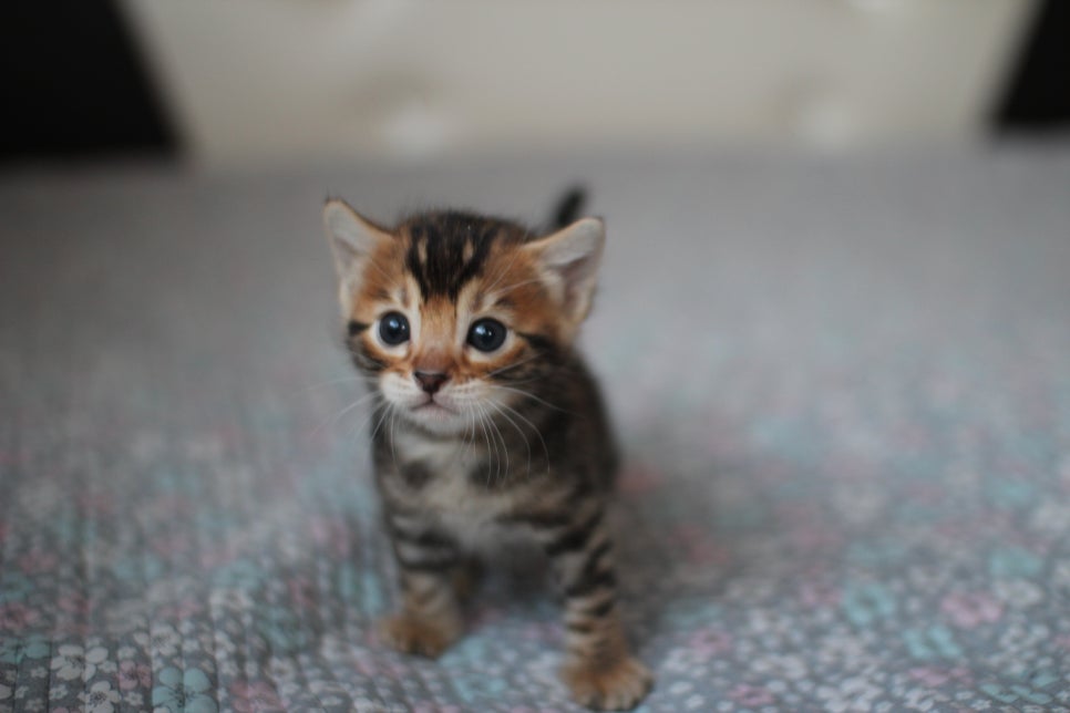 뱅갈고양이분양 동화속에 나오는 아이들! 관련 이미지 21