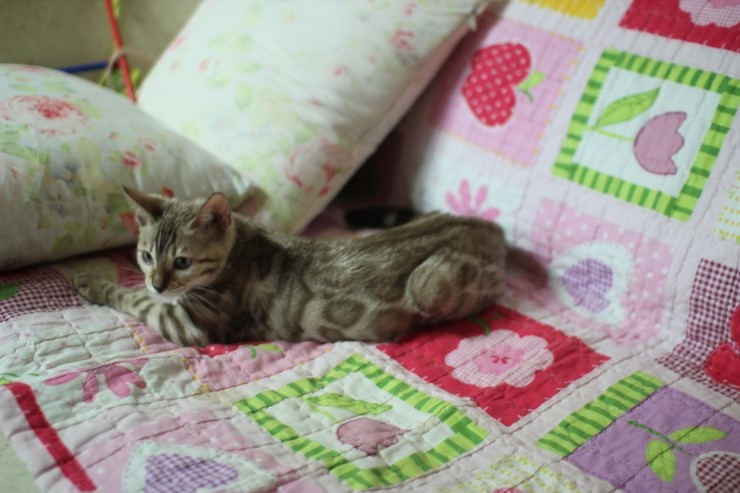 뱅갈고양이 세라와 소피아예요~ 관련 이미지 7