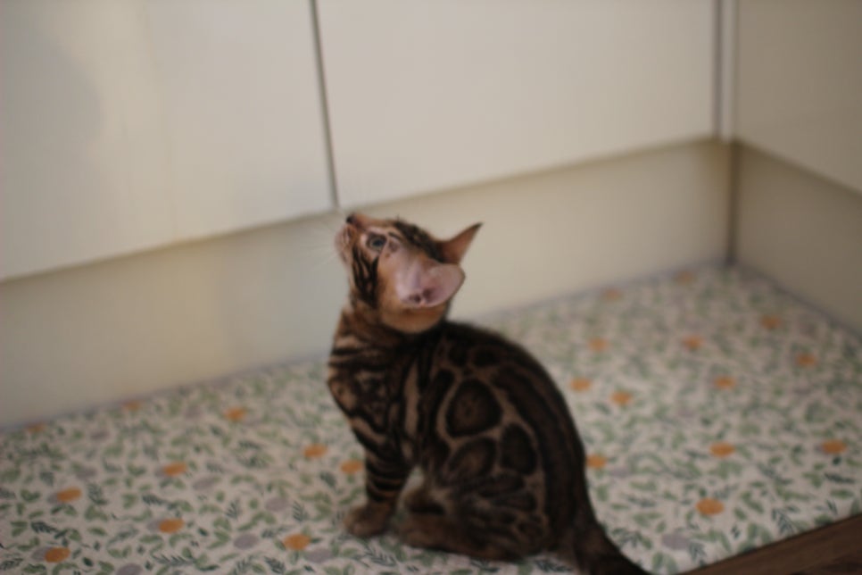 뱅갈고양이분양 장군이,아롱이, 탑식이~ 관련 이미지 14