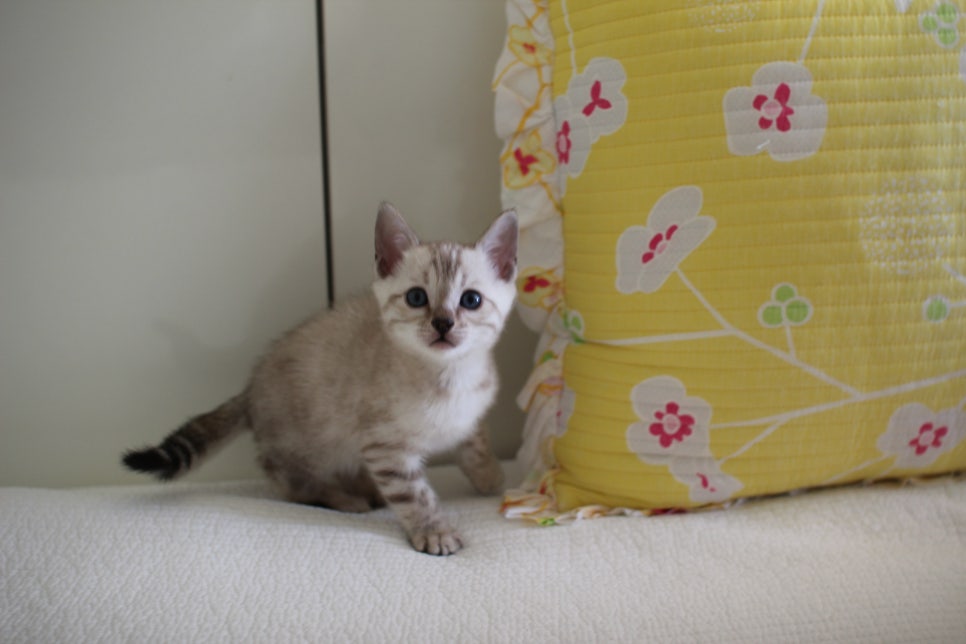 스노우뱅갈고양이 삼총사 분양해요~ 관련 이미지 12