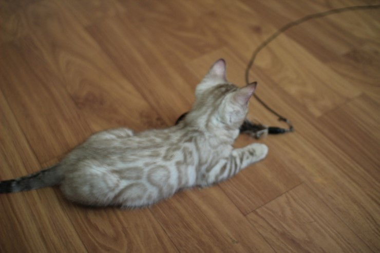 실밍크 뱅갈고양이 곰돌이예요~ 관련 이미지 4