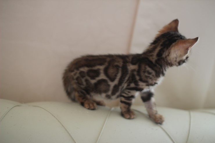 빅로젯 뱅갈고양이 남아2도 많이 컸어요~ 관련 이미지 3