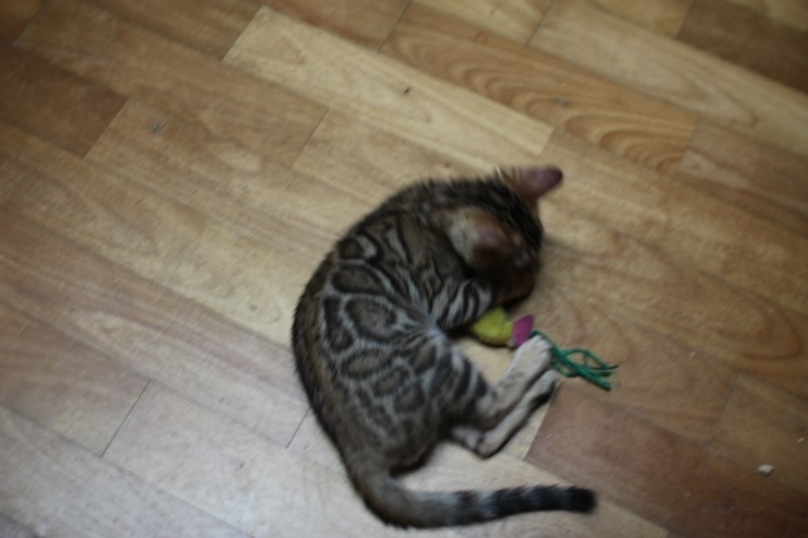 붕어는 내꺼야 아무도 오지마~~ 관련 이미지 4