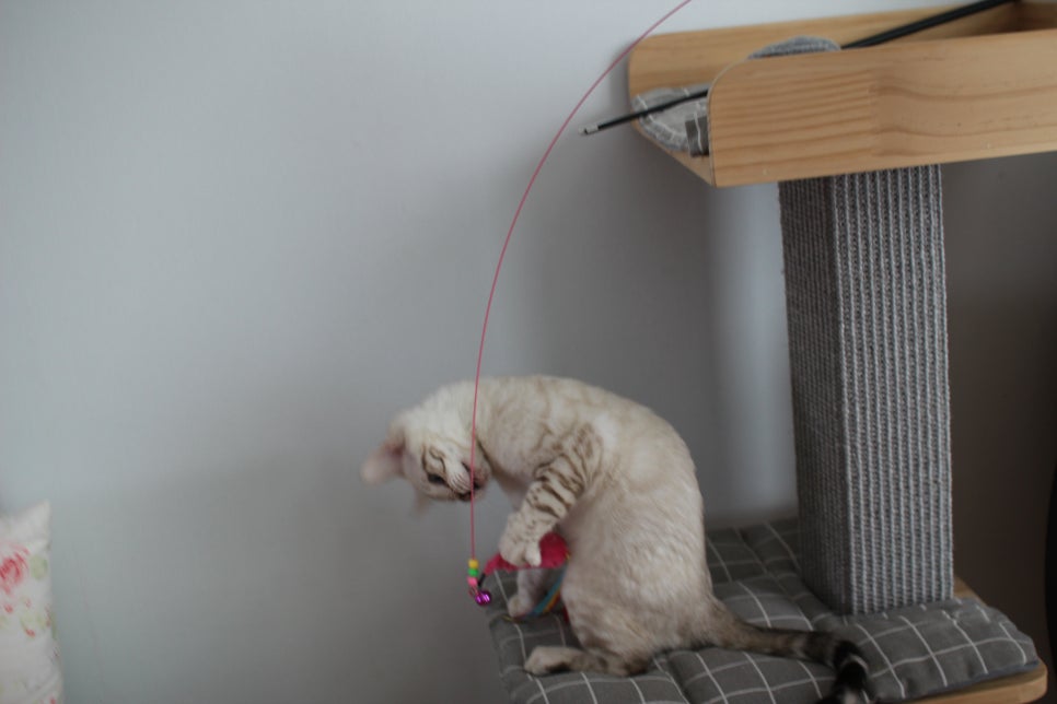 골골송 대마왕 스노우뱅갈고양이 여아 분양해요~ 관련 이미지 10