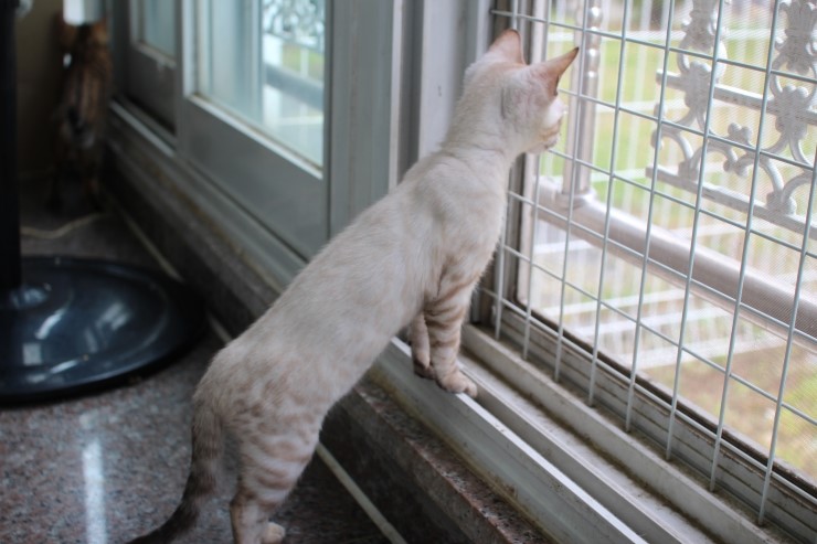 뱅갈고양이 꼬맹이들~~ 관련 이미지 6