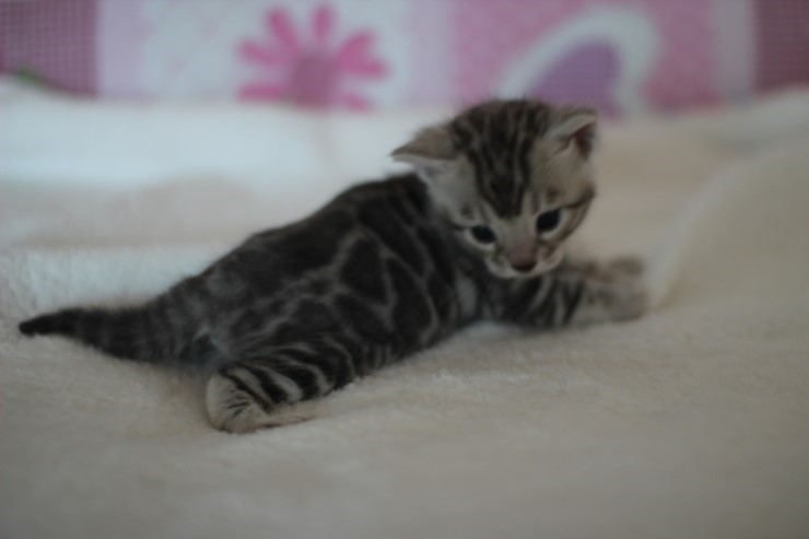 뱅갈고양이 꼬맹이들 모습은 보고 또봐도 사랑 입니다^^ 관련 이미지 1