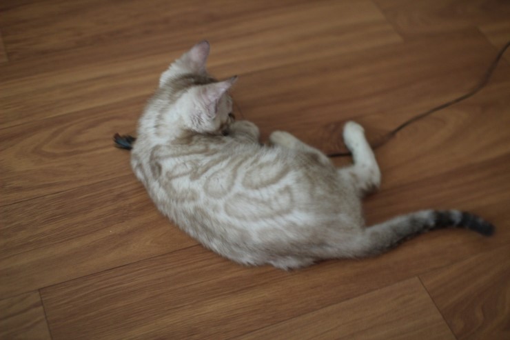 실밍크 뱅갈고양이 곰돌이예요~ 관련 이미지 6