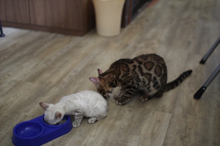 뱅갈고양이,뱅갈고양이분양 새친구 링컨이와 초아가 많이 친해졌어요~~~~~~~ 관련 이미지 4