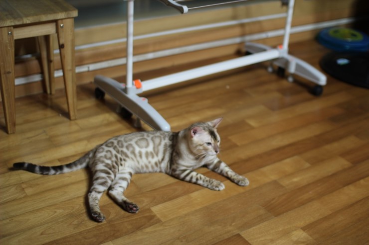 뱅갈고양이 아이들 근황~ 관련 이미지 2