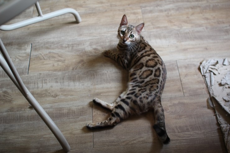 뱅갈고양이 숙자~ 관련 이미지 2