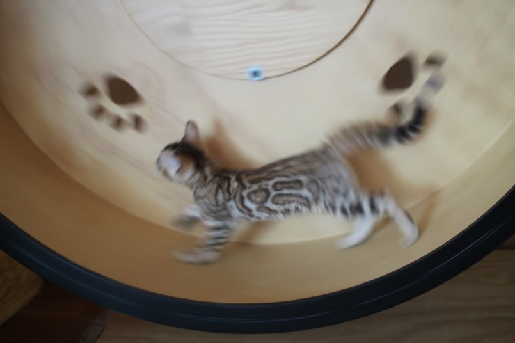 뱅갈고양이 새로운 캣휠 선수 관련 이미지 9