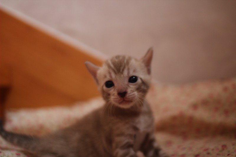 클라우드 로젯 실밍크 뱅갈고양이 남아예요~ 관련 이미지 1