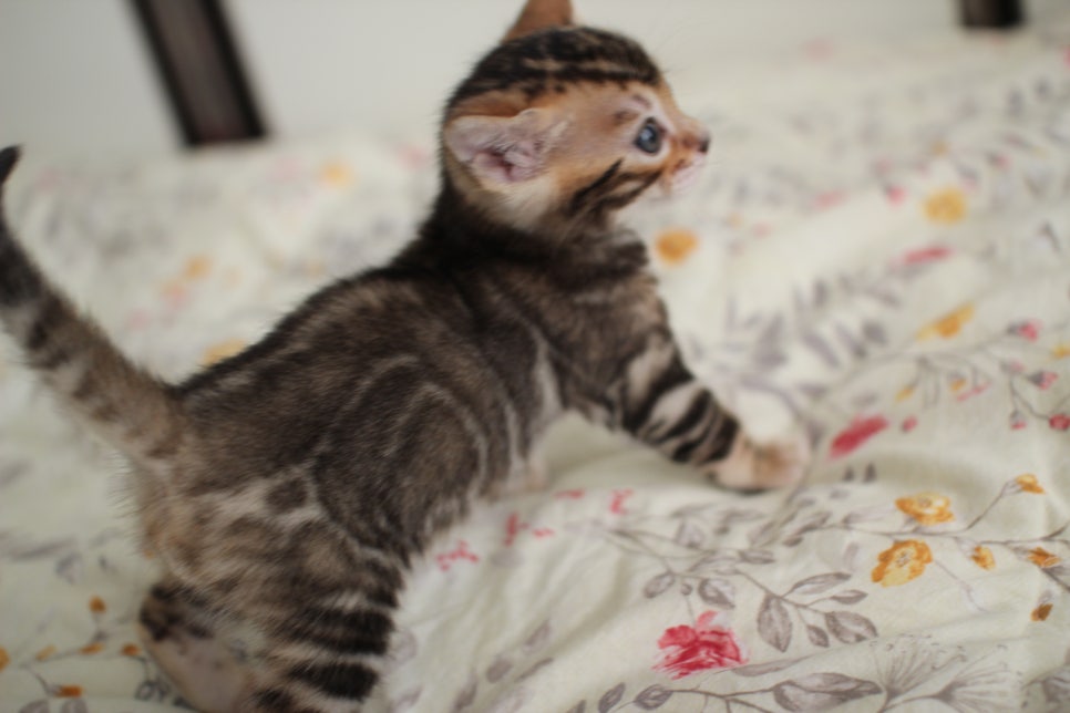 뱅갈고양이 꼬맹이 하루하루 쑥쑥 멋지게 성장중~ 관련 이미지 15