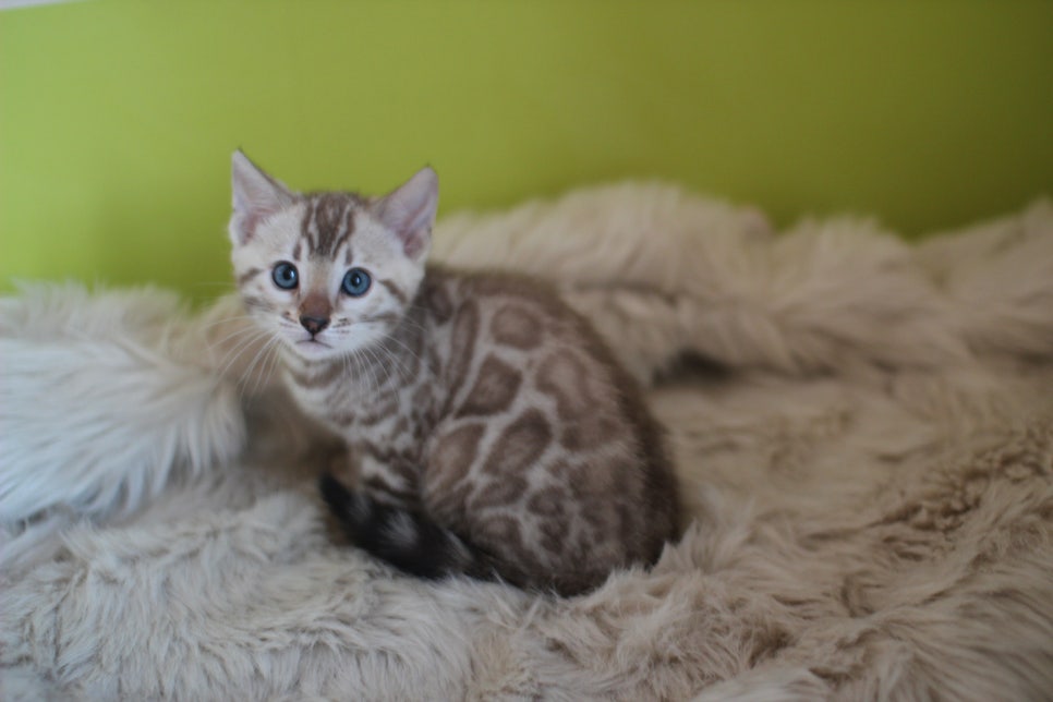 뱅갈고양이 분양 부티가 흘러요 흘러~ 관련 이미지 41