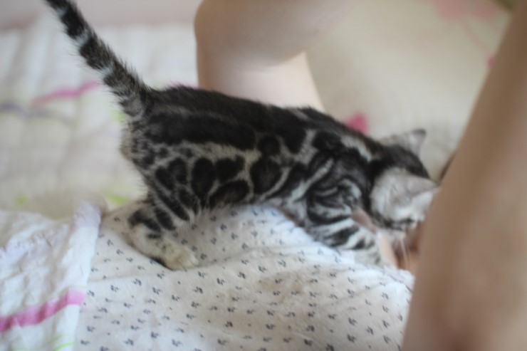 골골송 대마왕 실버 뱅갈고양이 남아~ 관련 이미지 5