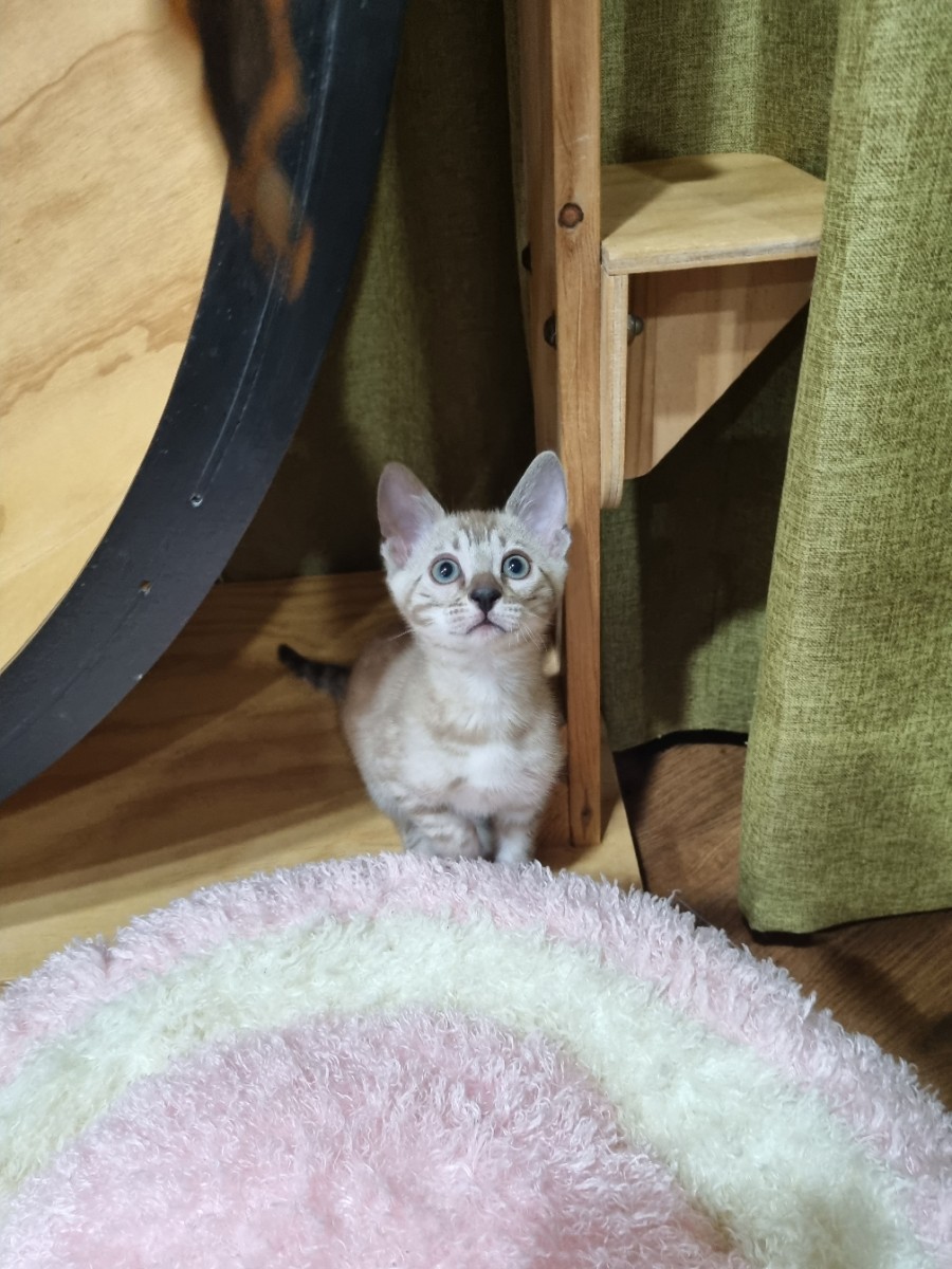 실밍크뱅갈고양이 남아 분양해요~ 관련 이미지 6