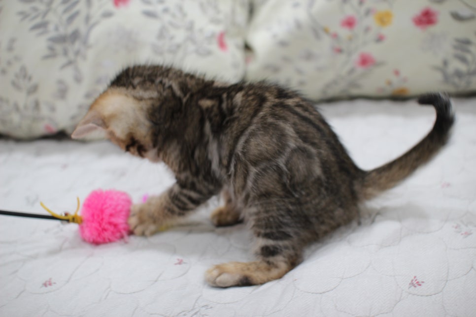 빅로젯이 멋진 완전완전 개냥이 남아 분양해요~ 관련 이미지 10