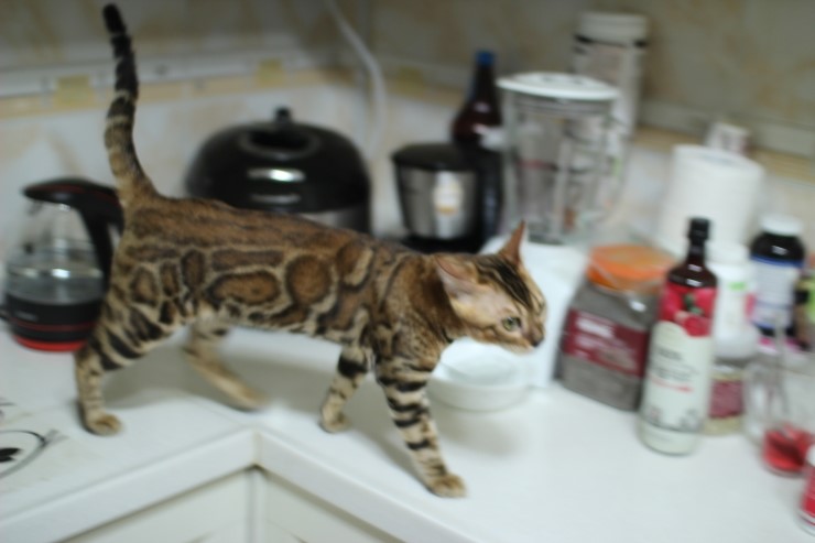 뱅갈고양이 키퍼 남아 워리어 입니다~^^ 관련 이미지 3