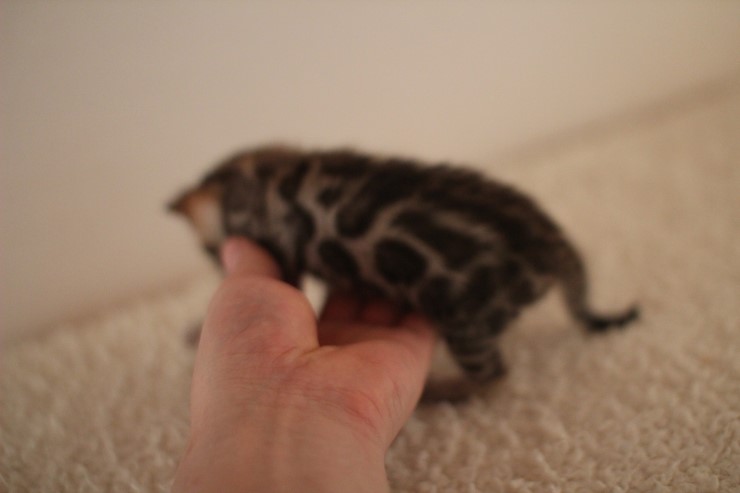 브라운 남아예요~ 관련 이미지 6