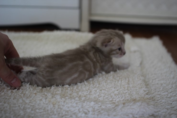 실밍크뱅갈고양이 곰돌이 남아예요 관련 이미지 15