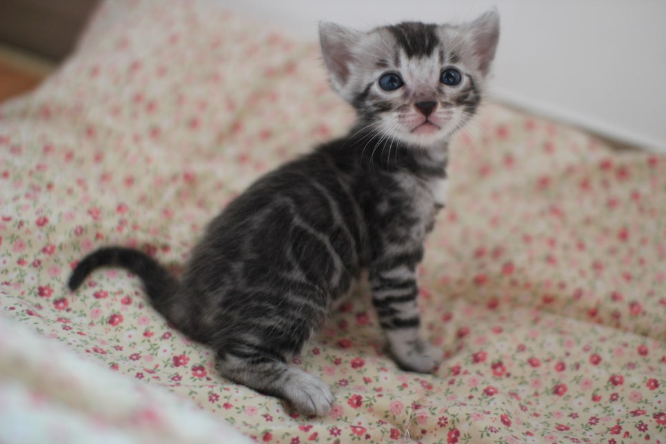 어메이징 실버뱅갈고양이 남아예요~ 관련 이미지 3