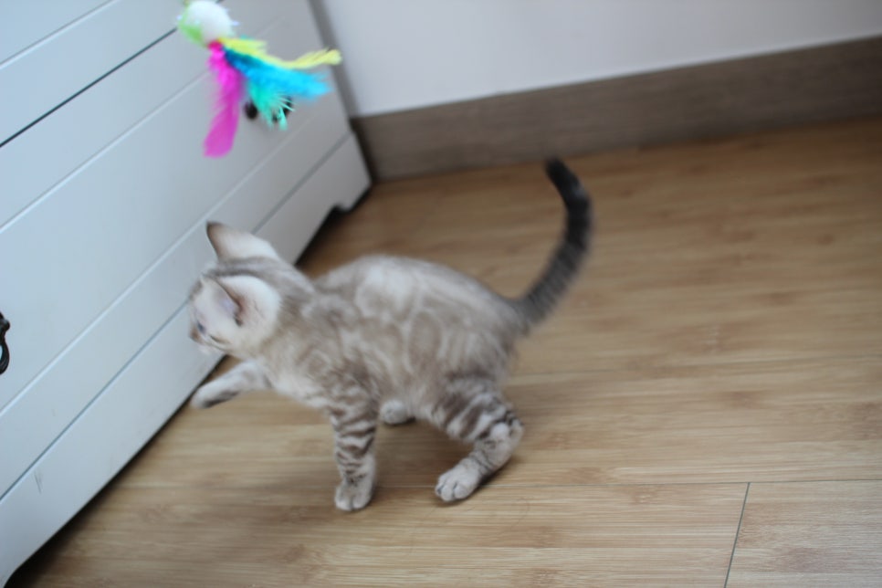 스노우뱅갈고양이 꼬맹이 신났네 신났어 관련 이미지 8