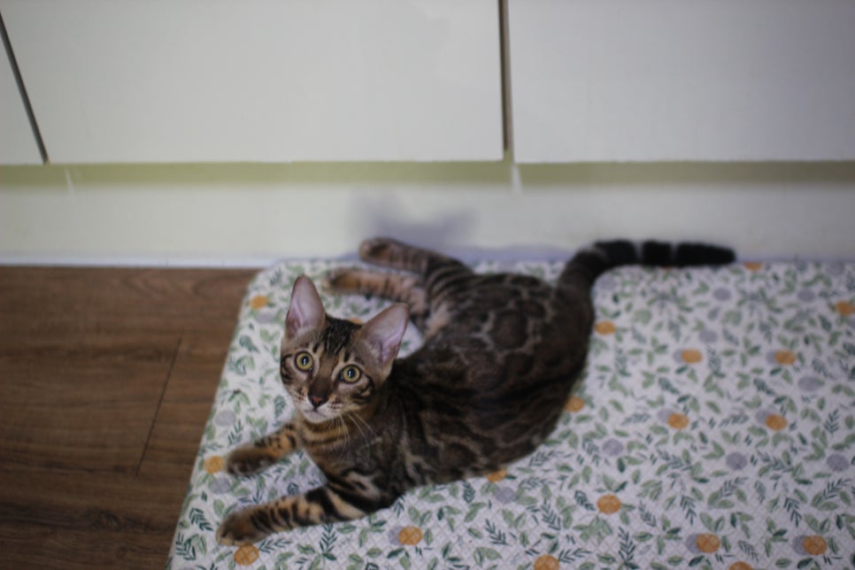 뱅갈고양이 강아지 같은 아이들 분양해요~ 관련 이미지 9