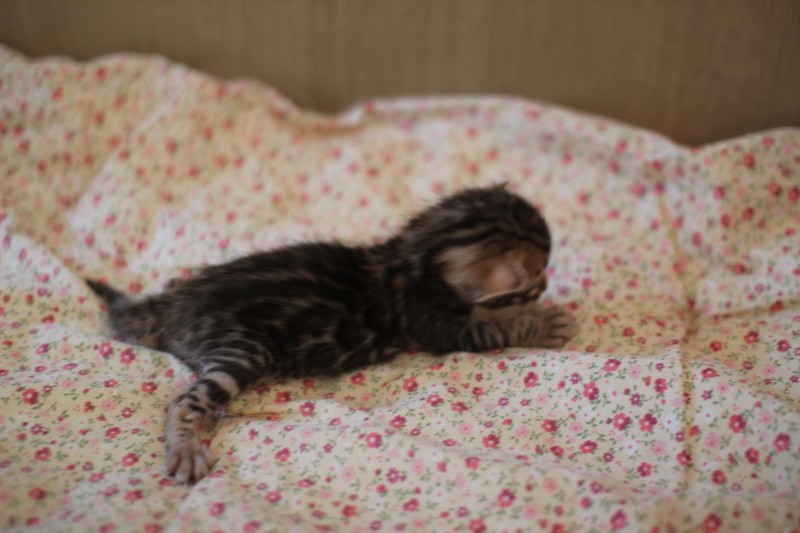 브라운 뱅갈고양이 남아 분양해요~ 관련 이미지 6