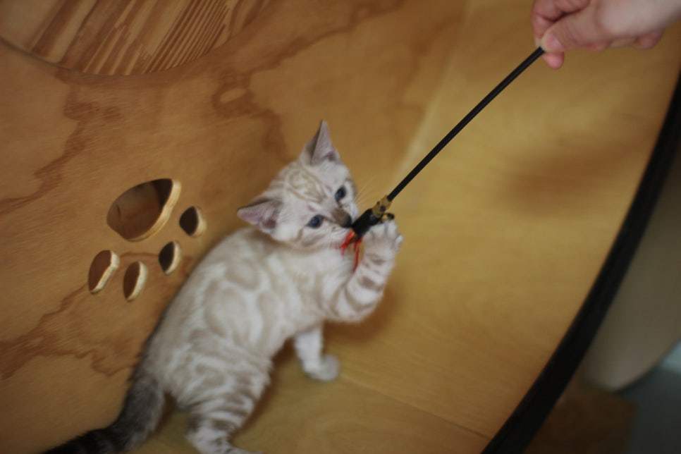 뱅갈고양이분양 무늬와 건강이 최고 관련 이미지 22