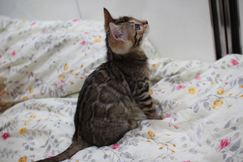 포동포동 개냥이 뱅갈고양이 분양해요~ 관련 이미지 7