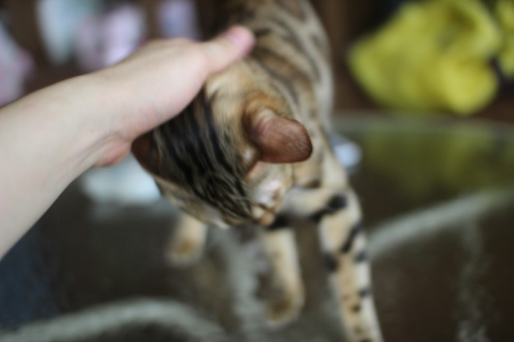 뱅갈고양이에 애교스러운 모습...이게 뱅갈고양이의 매력!!!!! 관련 이미지 4