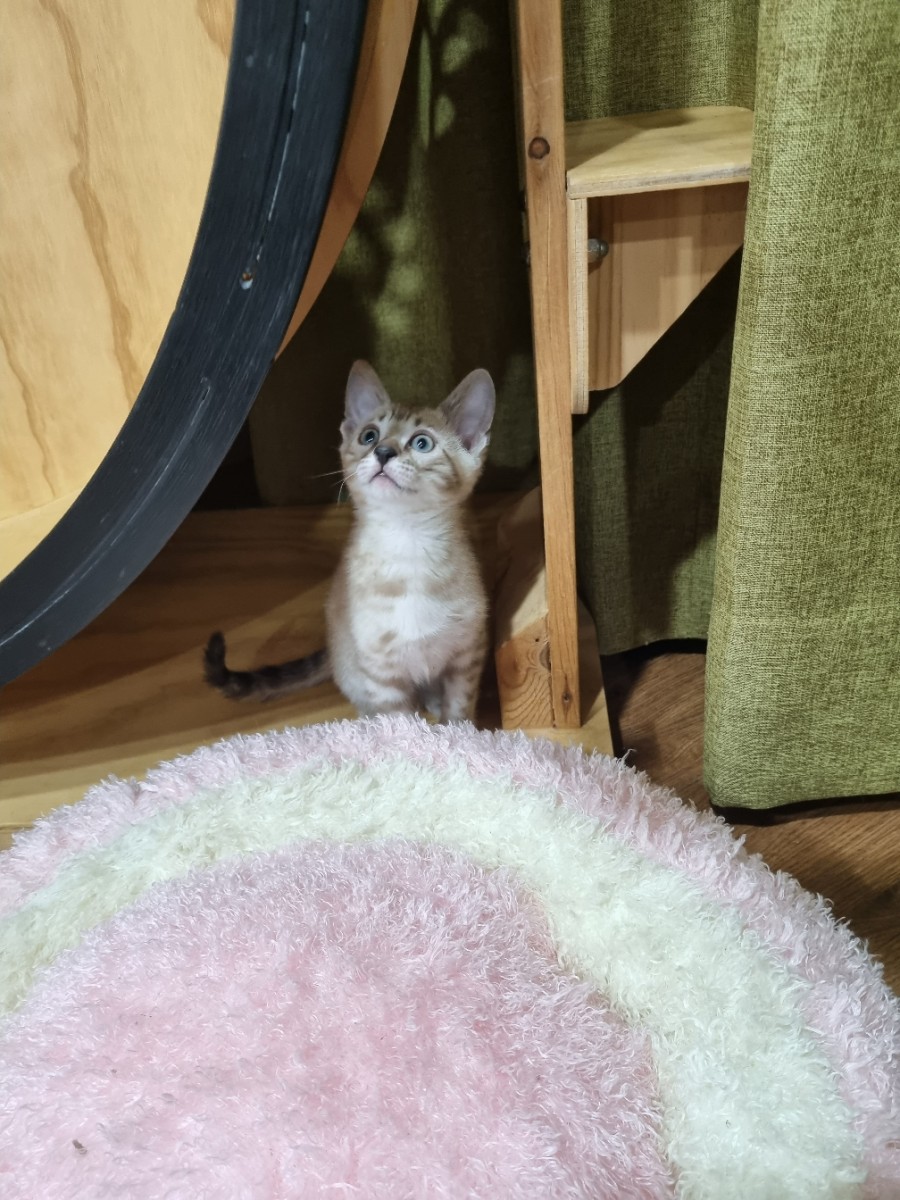 실밍크뱅갈고양이 남아 분양해요~ 관련 이미지 3