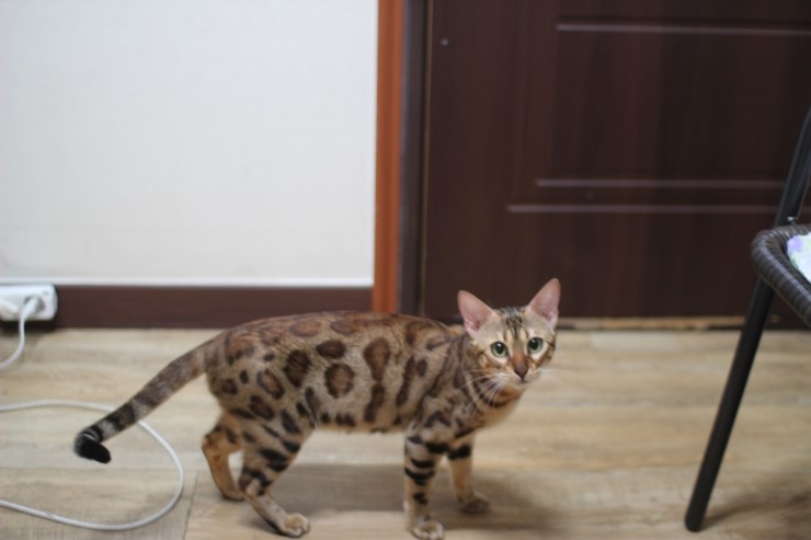 뱅갈고양이,뱅갈고양이 분양,오늘은 브라운 뱅갈아이들 입니다~~~~~~~ 관련 이미지 2