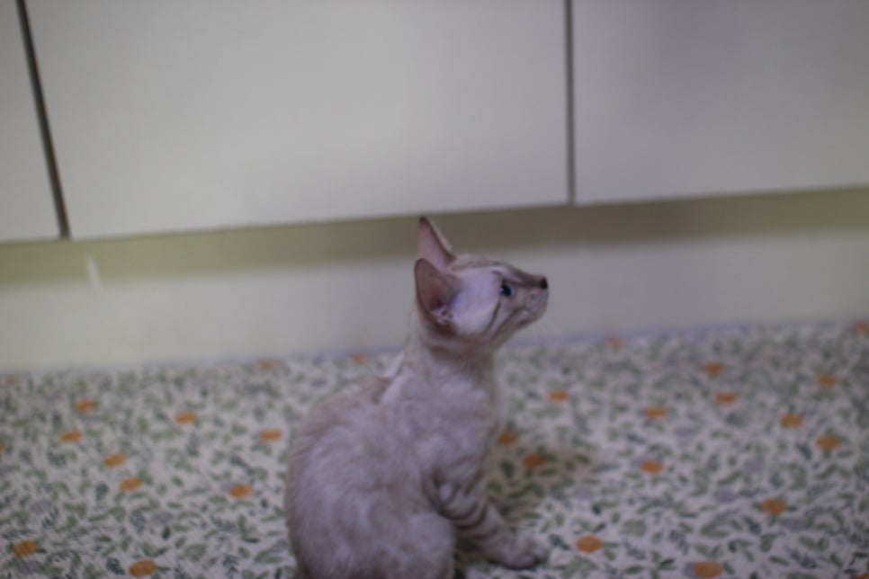 뱅갈고양이 분양중인 아이들 입니다~ 관련 이미지 8