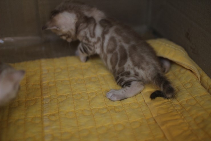 스노우 밍크 뱅갈고양이 남아예요. 관련 이미지 1