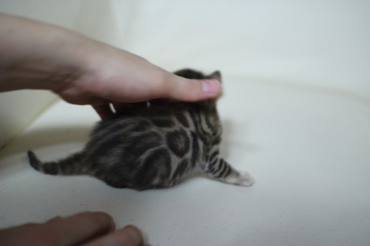 뱅갈고양이 boy and girl ^^ 관련 이미지 3