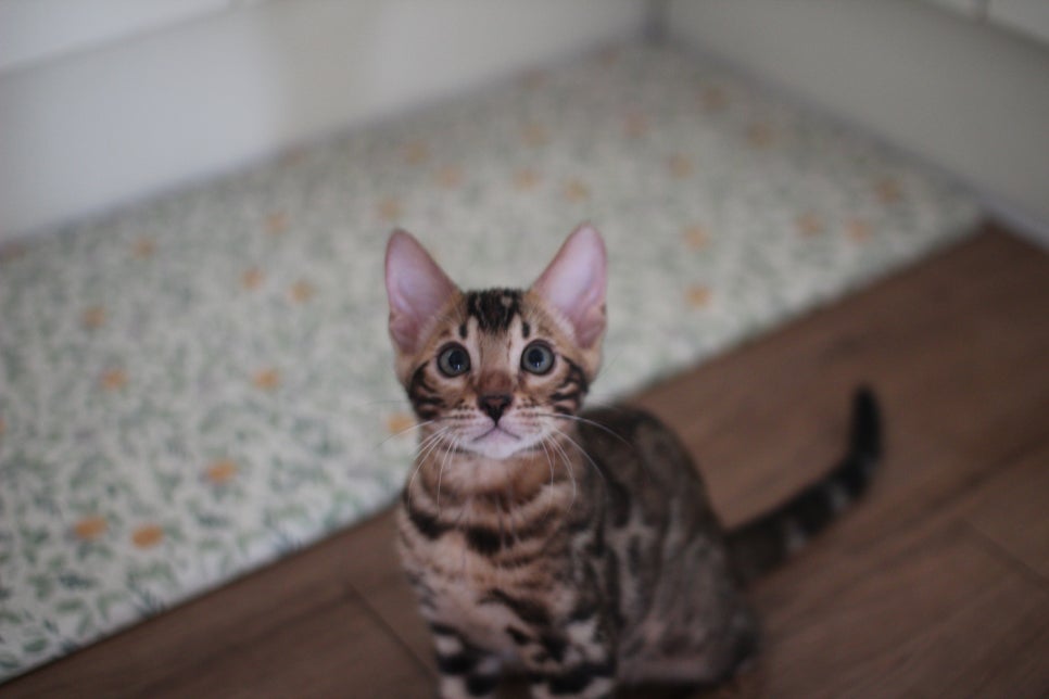 뱅갈고양이 강아지들 등장이요~~ 관련 이미지 11