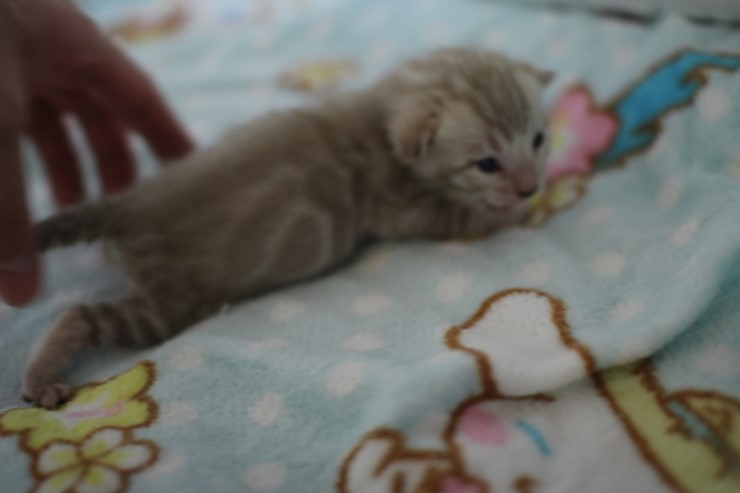 실밍크 스노우 뱅갈고양이 남아 꼬맹이예요 관련 이미지 1