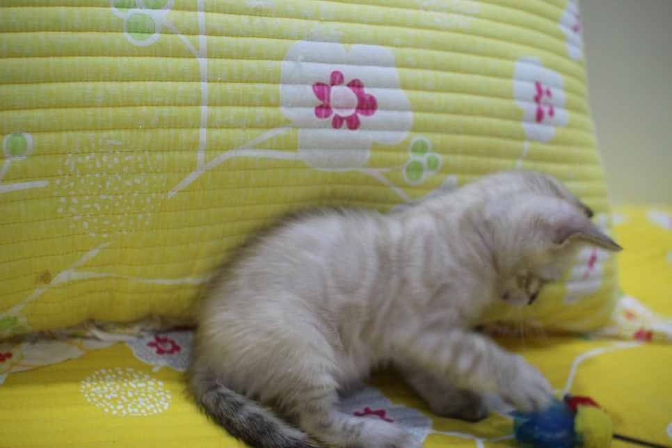 엄청난 순둥이 스노우뱅갈고양이 남아 분양해요~ 관련 이미지 17