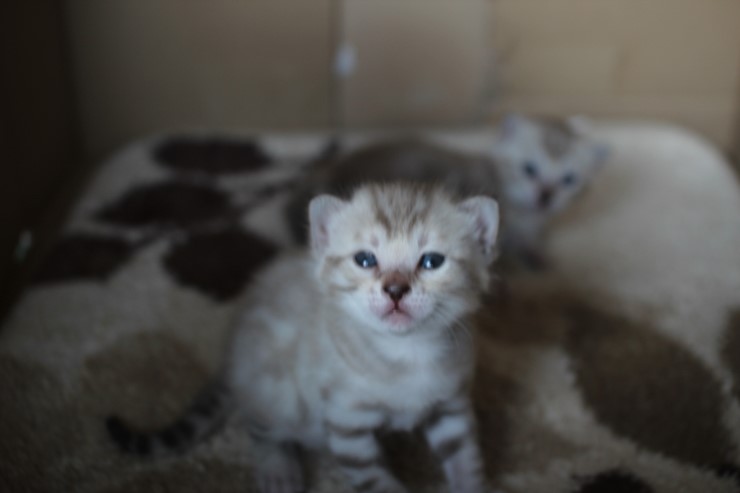 스노우 뱅갈고양이 밍크걸 보시고 가세요^^ 관련 이미지 9