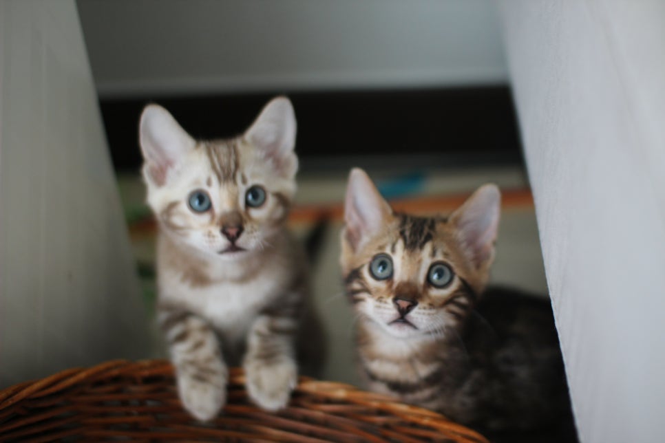 실밍크,브라운 뱅갈고양이 남아 분양해요~ 관련 이미지 2