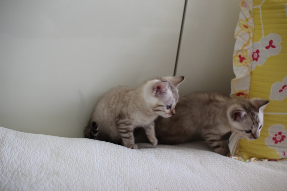 스노우뱅갈고양이 삼총사 분양해요~ 관련 이미지 15